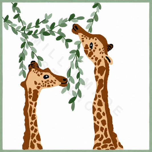 Grazing Giraffes