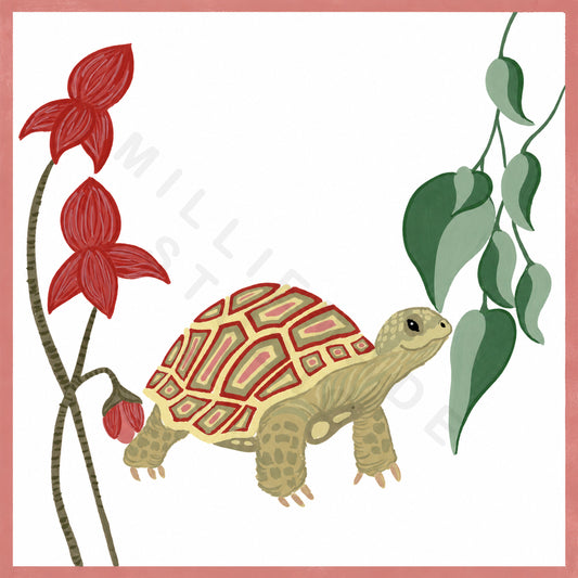 Tiptoeing Tortoise